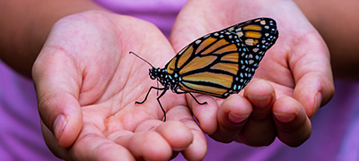Hands holding a monarch butterfly 