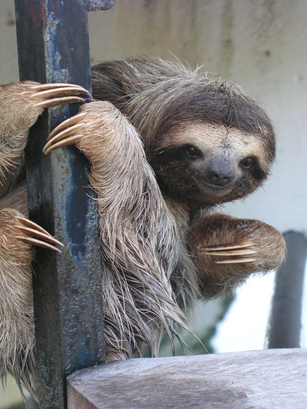 Sloth in Panama by Unknown
