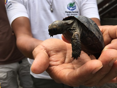 Baby Tortoise Ecuador