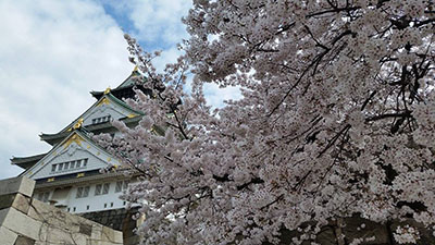 Cherry blossoms in front on Japanese pagoda