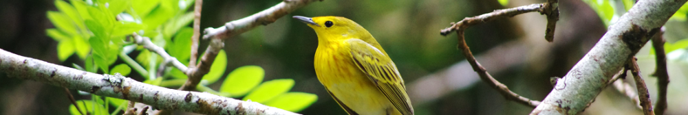 Ecuador Bird in Tree