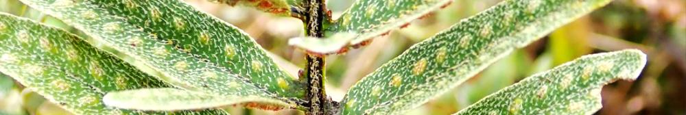 Close-up photo of Ecuadorian plant leaves