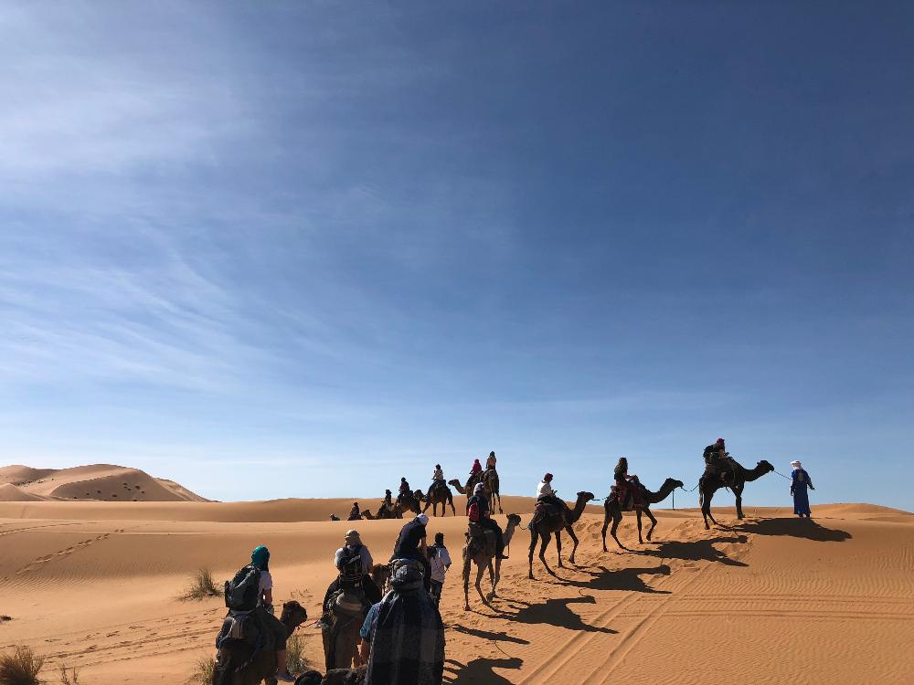 Morocco_Camel