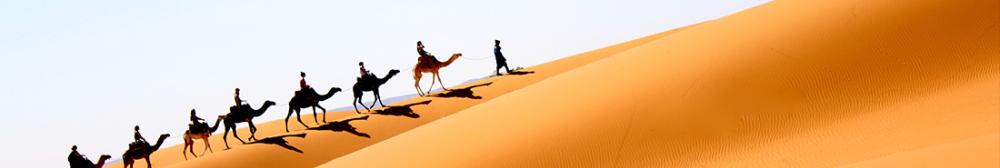People riding camels on a dune