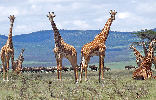 Giraffes in Tanzania
