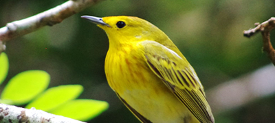 Yellow bird from Ecuador