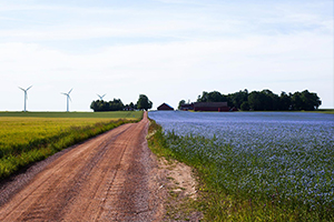 Windmills, flowers, and a dirt road in Sweden