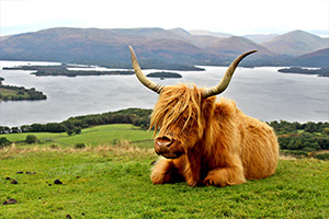 Cow with big horns in a field