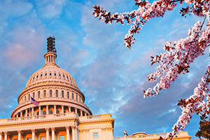 Capitol building in Washington D.C. with cherry blossoms