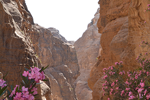 Petra and flowers