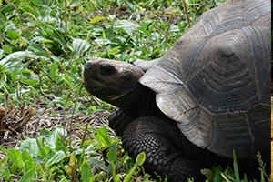 Tortoise on the Galapagos