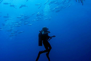 Student scuba diving with fish