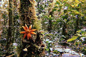 Cloud rainforest with big flower growing off a mossy tree trunk