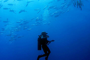 Student scuba diving with fish swimming overhead