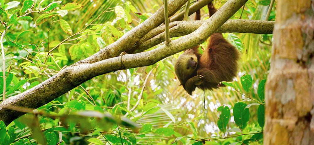 Baby sloth hanging from tree