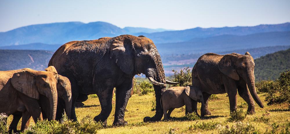 Elephants in South Africa