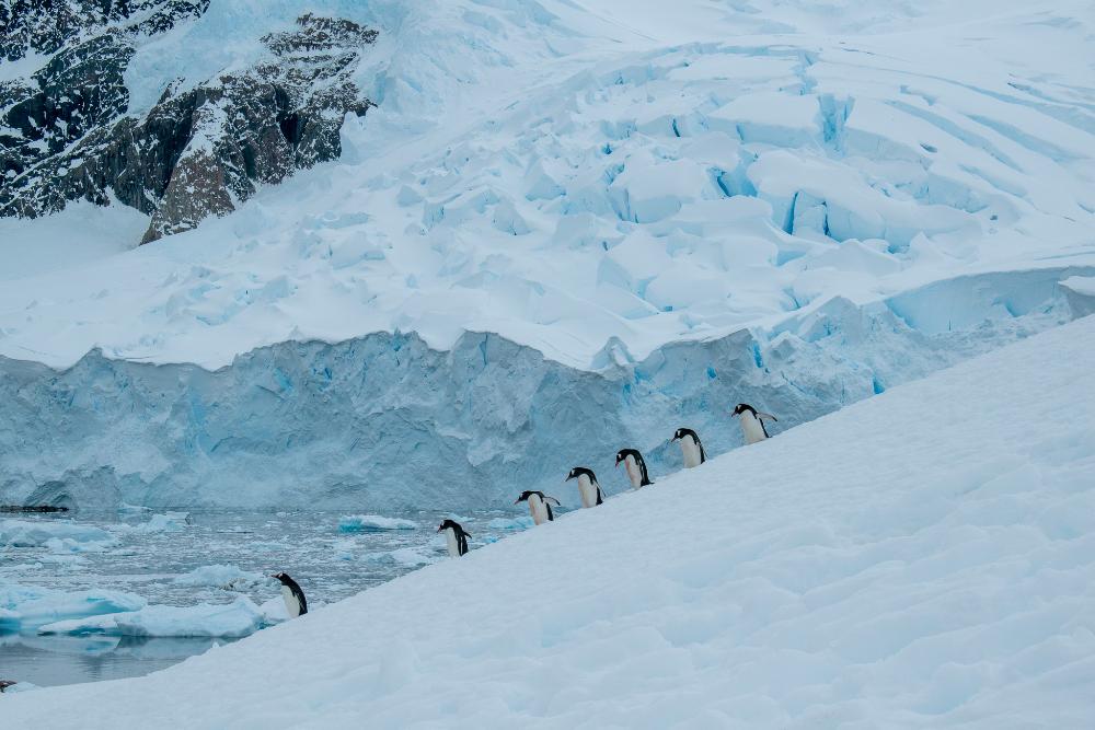 Penguins in a line