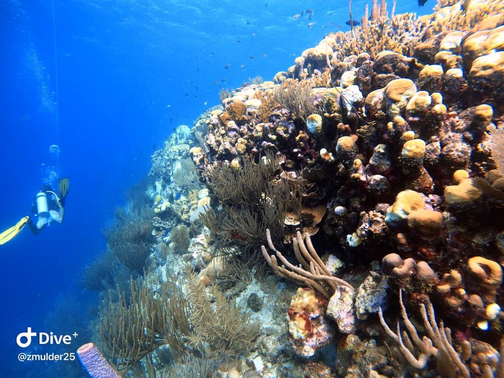 Curacao by Zach Mulder