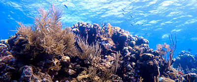 Coral reef in Curacao by Zack Mulder